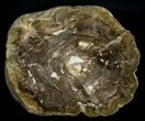 Petrified Wood End Cut - Queensland, Australia #6303-1